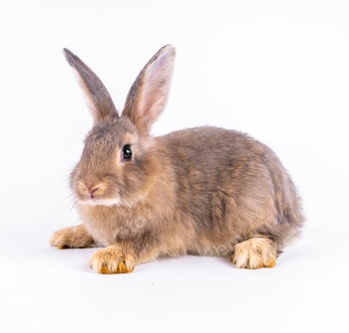 Preview: Cute looking brown rabbit isolated white background