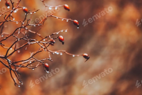 Preview: Dog-rose over Autumnal Background
