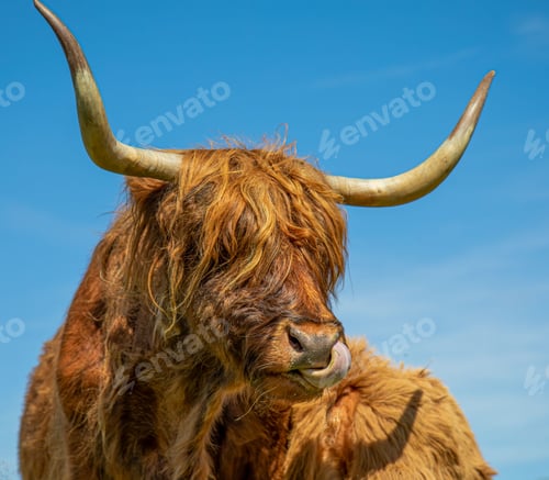 Preview: Closeup of a fluffy brown highland cattle enjoying the sunshine on the background of the blue sky