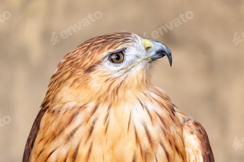 Preview: Long legged buzzard, closeup portrait of a bird