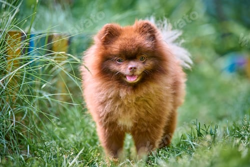 Preview: Fluffy pomeranian spitz in lush greenery
