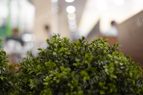 Preview: Ornamental grass bush indoors in a crowded place. Selective focus, blur