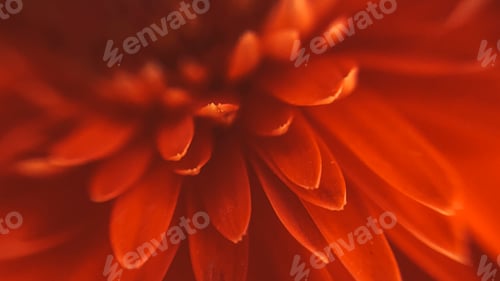 Preview: Macro shot of red gerbera petals. Beautiful flower background in defocus.