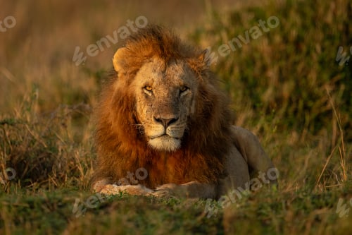 Preview: A Lion on Safari in Africa