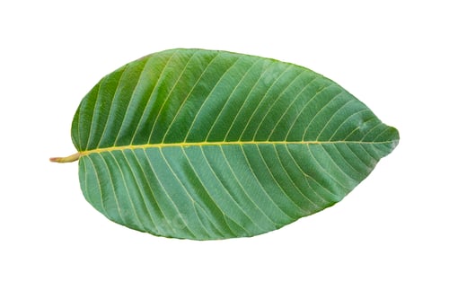 Preview: leaf isolated on white background.