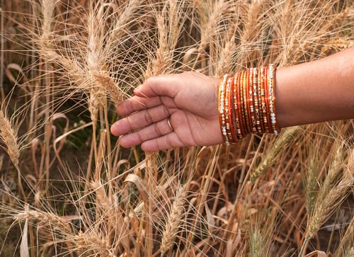 Preview: Closeup of Indian woman's hand touching wheat in a field,