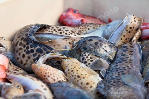 Preview: Catch of the day - Fresh Fish in Shipping Container