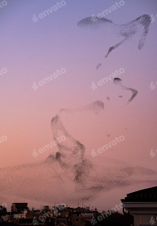 Preview: Starling murmurations