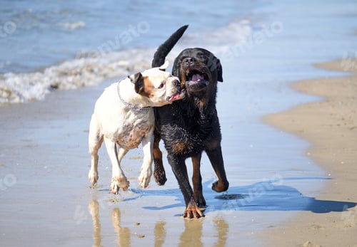 Preview: rottweiler and boxer