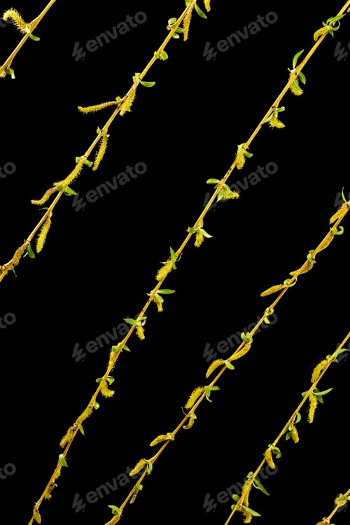 Preview: A Eurasian weeping willow with trailing branches and foliage, isolated on black background