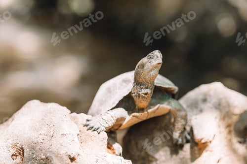 Preview: Sea turtles looking from the water in the reserve