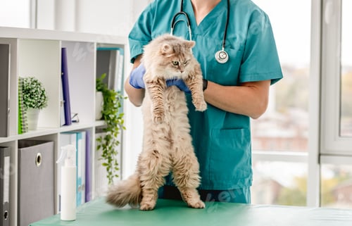 Preview: Cat standing on rear legs