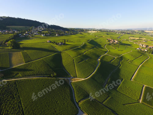 Preview: Aerial of Vineyard fields between Lausanne and Geneva in Switzer