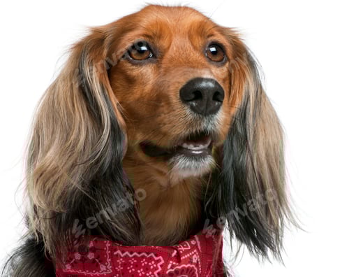 Preview: Close-up of Mixed-breed, 3 years old, standing in front of white background