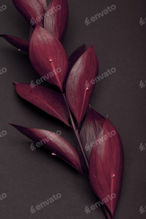 Preview: twig with fresh burgundy leaves on brown