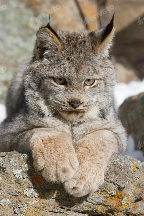 Preview: Lynx