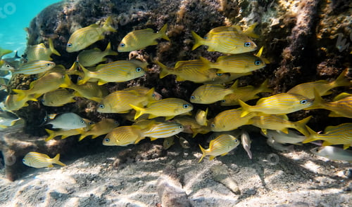 Preview: Colorful sea life underwater, shallow underwater seascape