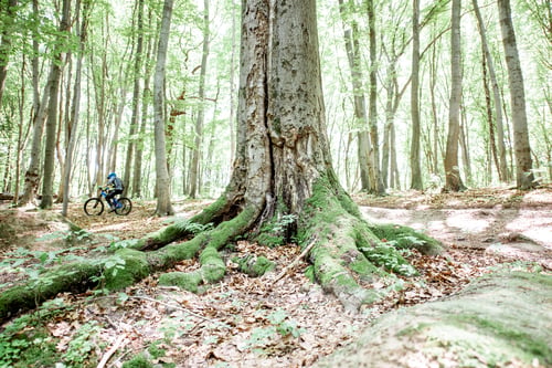 Preview: Beautiful forest with cyclist