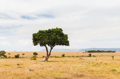 Vorschau: Akazienbaum in der Savanne in Afrika
