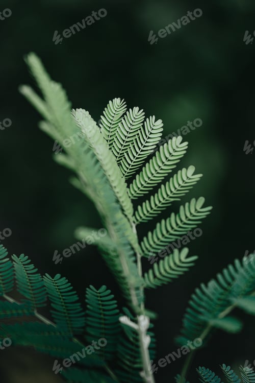 Preview: A green plant in close up with super texture and dark background, and copy space, relaxing scene
