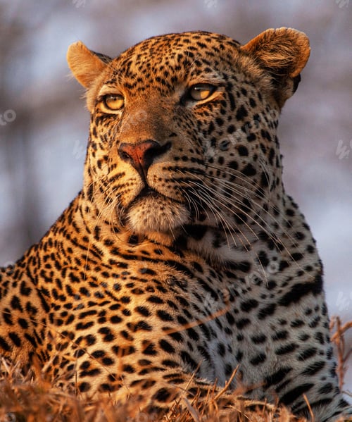 Preview: A Best wildlife vacations in Pictures