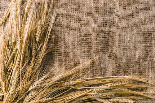 Preview: Wheat on sackcloth