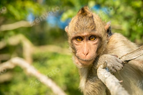 Preview: Portrait of monkey in the wild