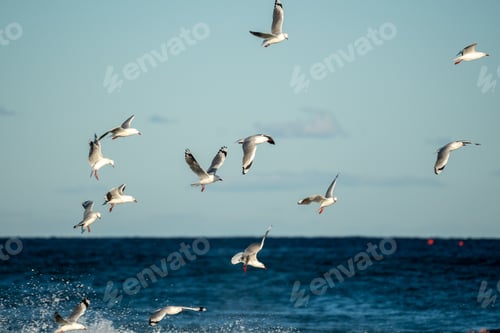 Preview: seagulls in flight over the sea at sunset