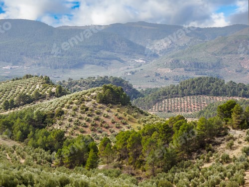 Preview: Olive trees plantation in Cazorla mountain range, Spain