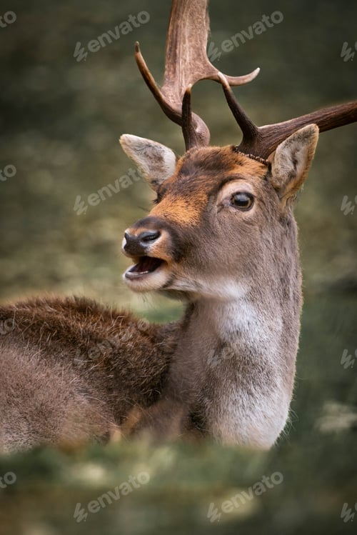 Preview: Funny deer is relax on ground