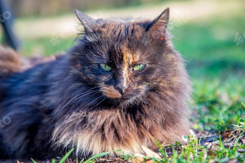 Preview: A beautiful fluffy cat with beauty green eyes