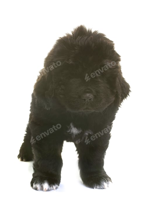 Preview: puppy newfoundland dog