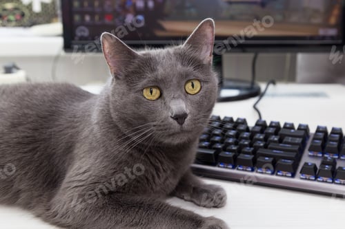 Preview: Gray cat on the owner's desktop