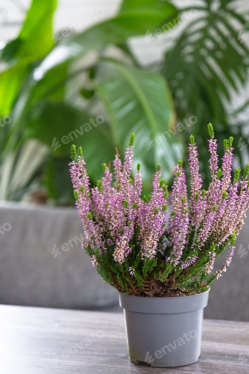 Preview: Flowering heather in pot on table in interior of the house. Spring time,