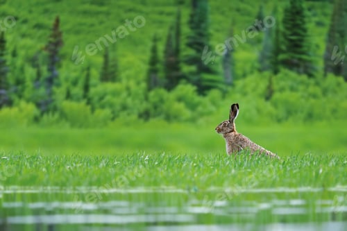 Preview: Adult hare sitting in green grass. Wildlife scene from nature. Animal on the meadow