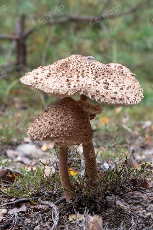 Preview: Parasol mushroom - edible mushroom