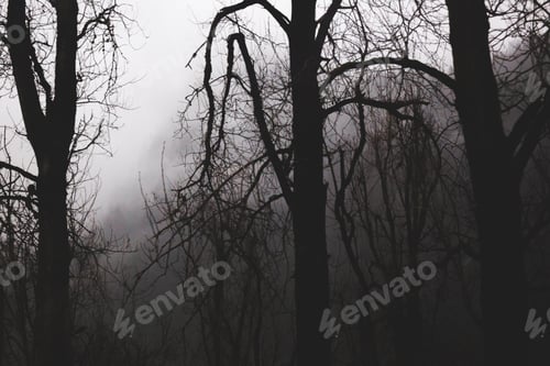 Preview: darkness, forest, horror, spooky