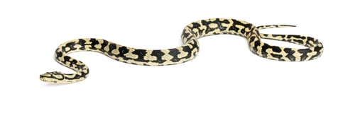 Preview: Python, Morelia spilota variegata, against white background