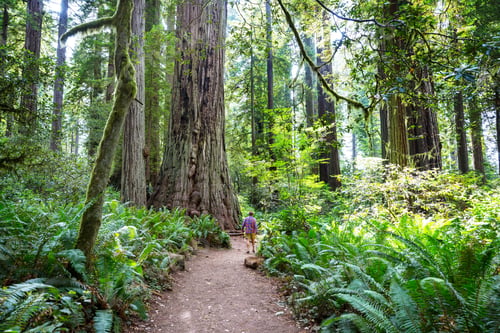 Preview: Redwoods