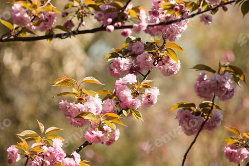 Preview: Japanese cherry tree detail of flowers