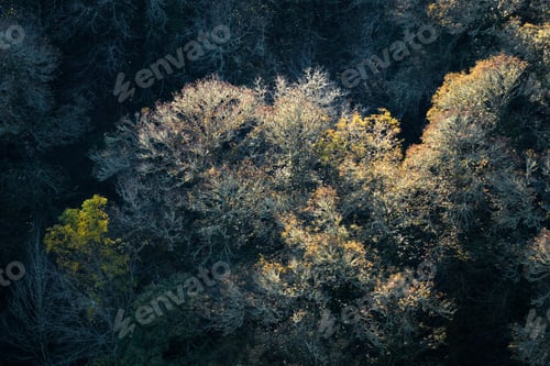 Preview: In a clearing of the forest some illuminated oaks stand out against the dark background