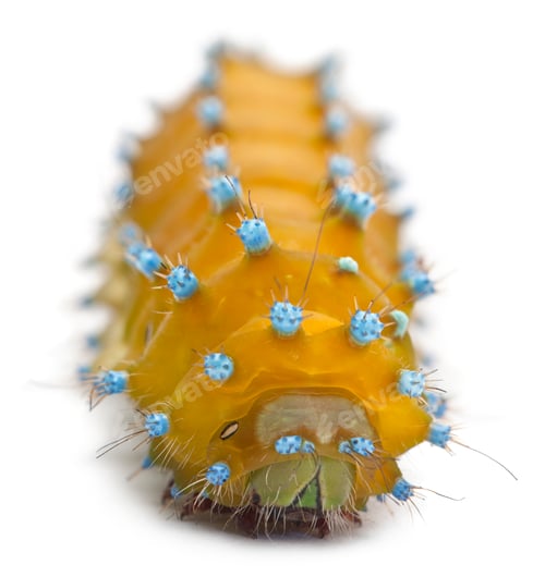 Preview: Caterpillar of the Giant Peacock Moth, Saturnia pyri, in front of white background