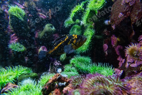Preview: Black and Yellow Colored Rockfish in water