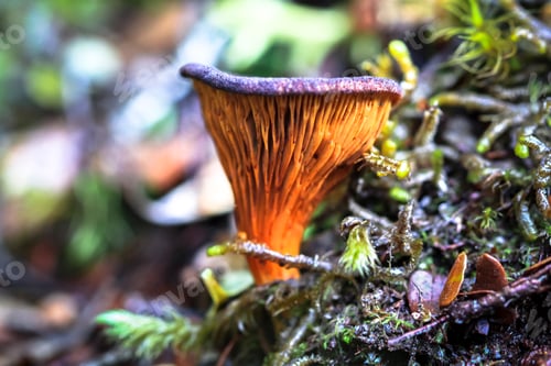 Preview: Paxillus Mushroom in New Zealand