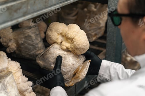 Preview: Close-up of a hand in a black glove of a mycologist from mushroom farm touching lion's mane mushroom