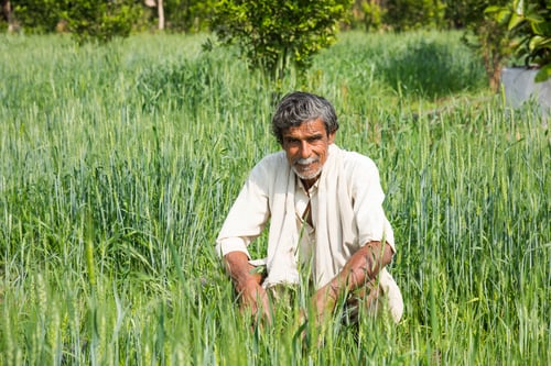 Preview: Indian Farmer in his agriculture field.