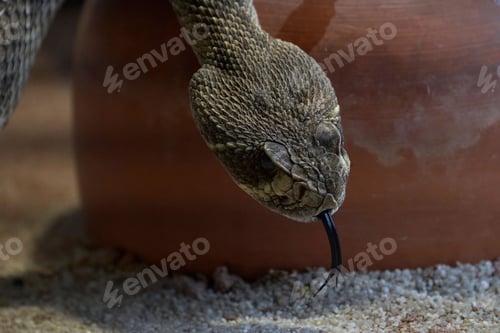 Preview: Closeup shot of a rattlesnake slithering over a brown jug.