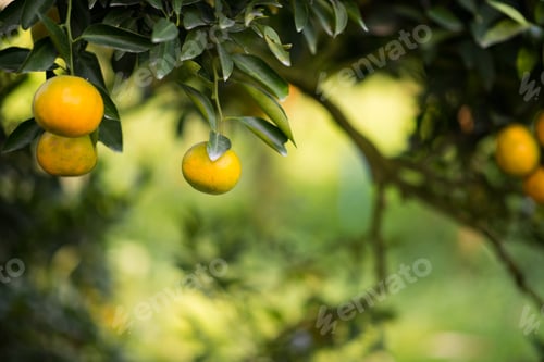Preview: Bunch of ripe oranges hanging on a orange tree