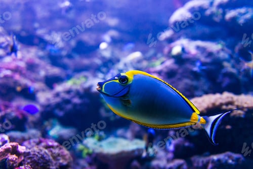 Vista previa: Colorful fish in aquarium