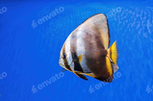 Preview: Underwater shot of fish Platax orbicularis